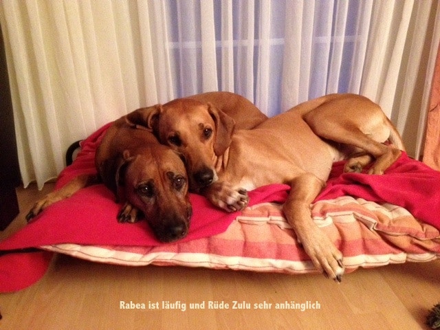 Die Violsche Drüse WissenHund.de