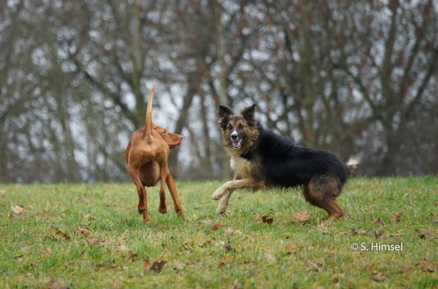 Hauterkrankung durch Ernährungsfehler beim Hund WissenHund.de