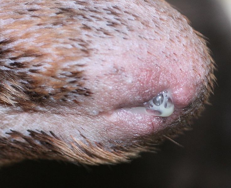Vorhautkatarrh WissenHund.de