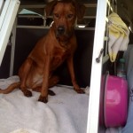 Hund aus dem Auto führen