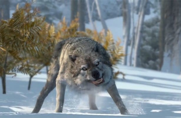 Gedanken zu WolfHundHybriden WissenHund.de