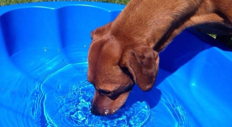 GiardienGefahr für Hund und Mensch