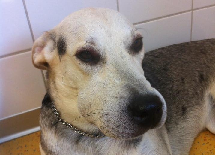 Ein Wespenstich kann unseren Hunden zusetzen. Was tun?