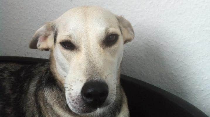 hund von wespe gestochen