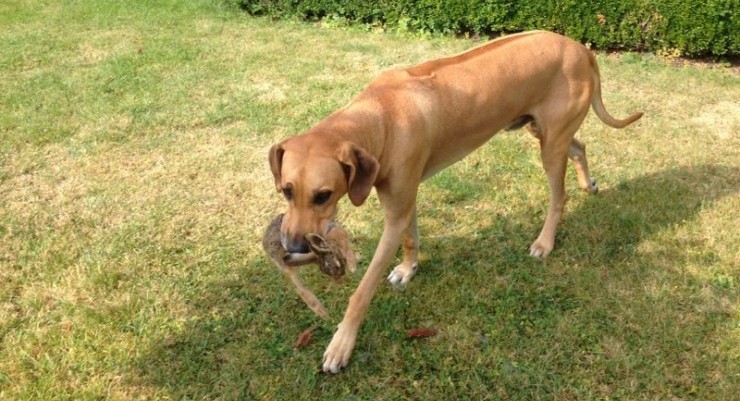 Hund richtig kennenlernen