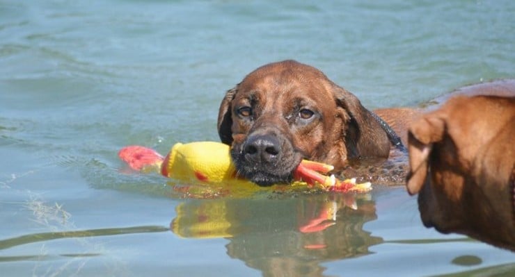 Dem Hund schwimmen beibringen was ist zu bedenken?