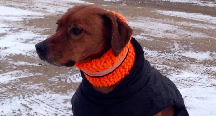 Ein Schal für Hunde? WissenHund.de