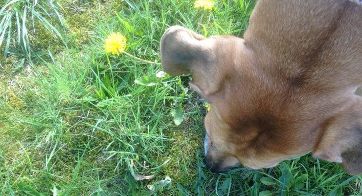 Das Jacobsonsche Organ Gerüche schmecken WissenHund.de