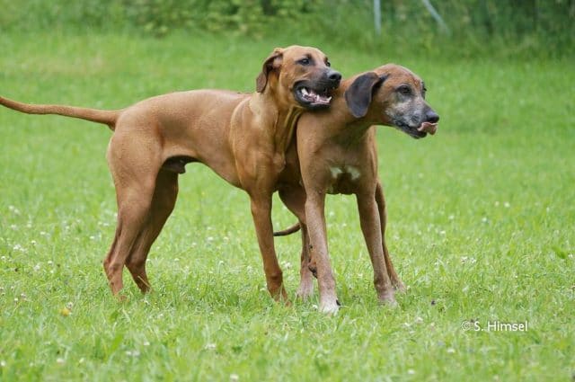 Was bedeutet die T Stellung genau? WissenHund.de