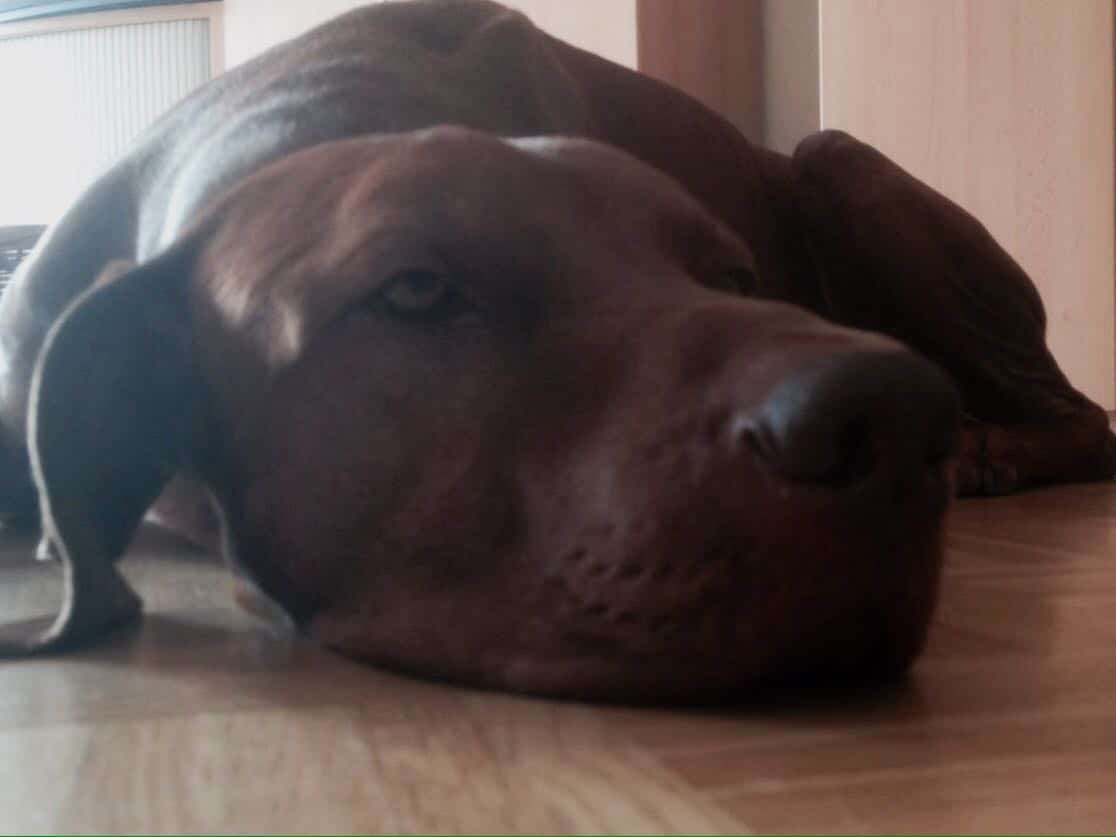 Das bösartige und aggressive Hämangiosarkom WissenHund.de