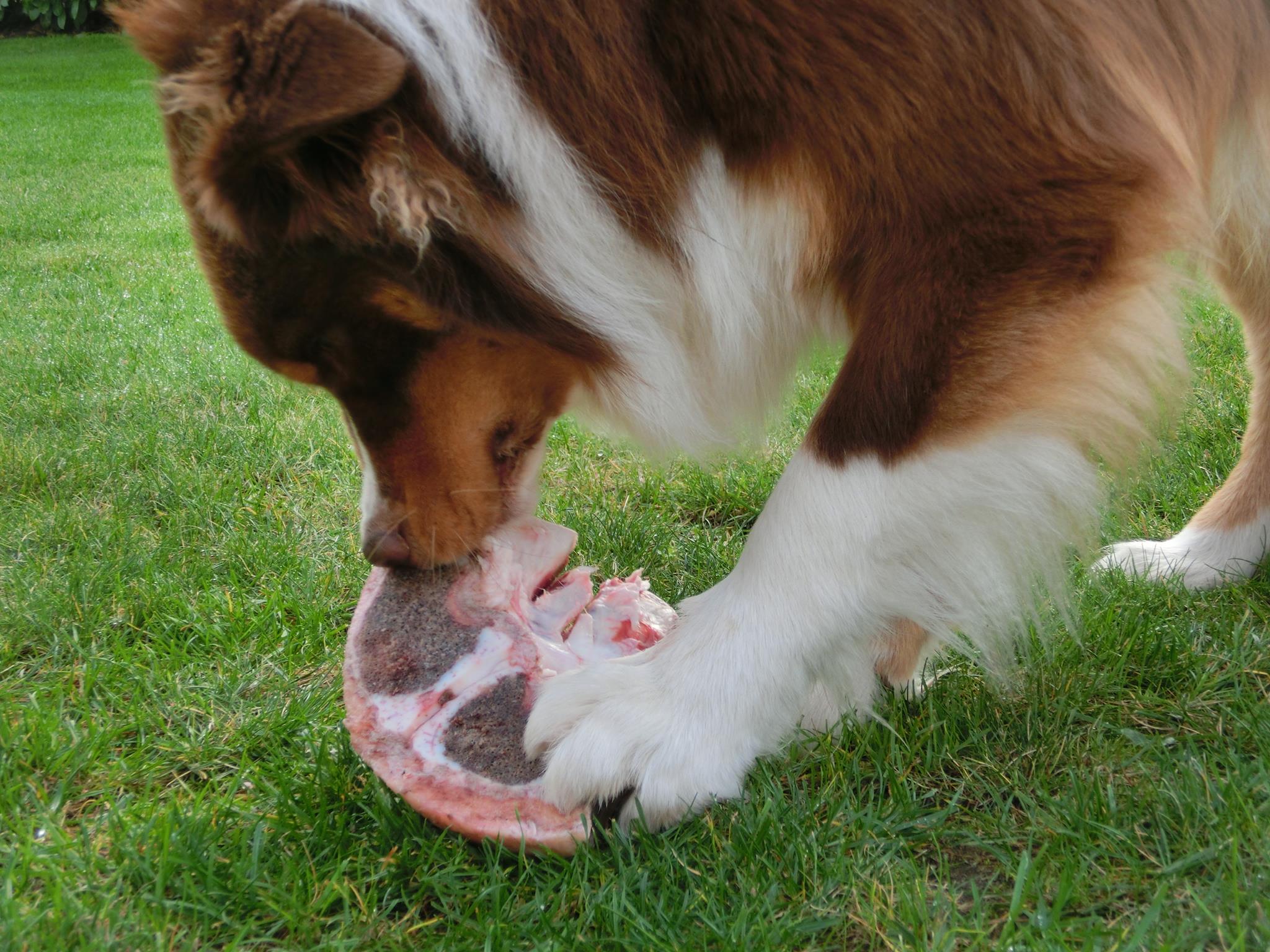 Rohe Knochen für Anfänger und Spezies WissenHund.de
