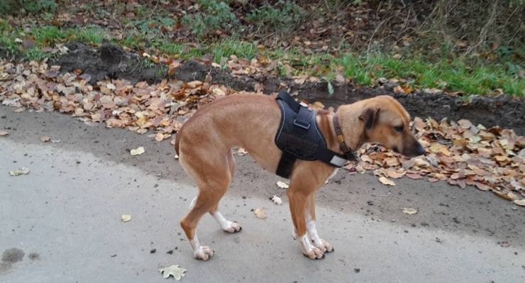 WissenHund.de Hundewissen verständlich